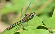 Downy Emerald (Cordulia aenea)